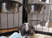 Beautiful Smooth Coat Chihuahua Puppies Ready for Loving Homes