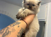colour point ragdoll kittens only 2 left