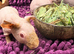 Skinny Pig Boys Ready Now