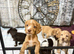 Cocker spaniel puppies