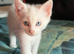 3 girl kittens for sale