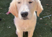 Beautiful boy looking for new home