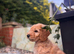 Australian labradoodles