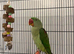 Beautiful alexandrine female parrot