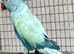 Breeding & pet Mutation Indian Ringneck Parrots