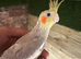 3 x lutino cockatiel chicks