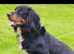 Cocker spaniel puppies