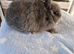 Pure bred Netherland Dwarf Blue girl