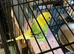 Companion for my disabled budgie