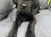 Cane Corso Puppies