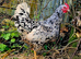 Pita Pinta Asturiana Hatching Eggs