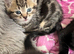 7 week old kittens