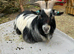 Pedigree Pygmy Goat Billy hire - stud for HIRE in Hampshire *HIRE ONLY*