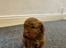 Cavapoo
