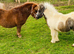 Prince - A Super Cute Mini Shetland