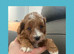 toy cavapoos!!!