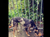 saluki greyhound x collie greyhound