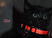 6 beautiful kittens looking for their forever homes