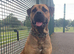 19 month old boerboel cross