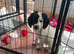 Cockapoo puppie for sale