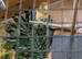 Male red agate canary
