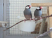 Lovely proven Pair of Java Finch