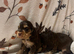 Show cocker spaniel puppies