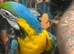 Blue and gold macaw