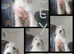 2 Cockapoo Females ️( Cockapoo x Jack Russell Ready NOW