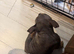 Female pocket bully