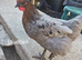 *Price is each* Young laying hens