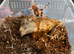 Vitalius Chromatus
