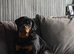 6 month Rottweiler