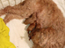 Adorable Maltidoodle Red Puppies