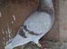 Romanian Racing Homer Pigeons