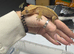 Crested Geckos for sale