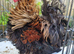 Beautiful pair of frizzle male and normal hen