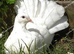 PURE WHITE FANTAIL PIGEONS/DOVES