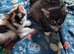Kittens ready now