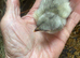 Copper Marans