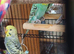 Bonded pair of budgies