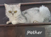 British shorthair and longhair