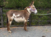 Jenny donkey