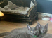 TICA registration Blue Maine coon kittens