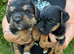 Jack Russell x Border terrier