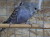 Helicopter budgies