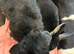 Breeding pair