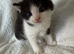 Adorable Persian Cross Kittens