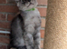 Maine Coon boy available