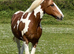 15.2 Traditional Coloured Gelding 13 years